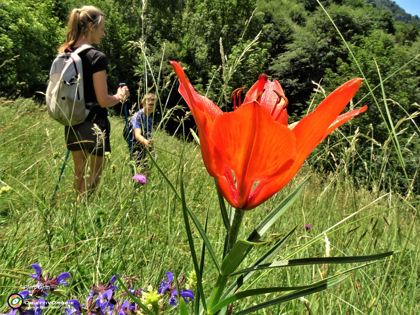 67 Lilium bulbiferum (Giglio rosso o giglio di San Giovanni).JPG